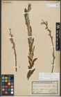 Foto von Salix repens L. x Salix viminalis L.
